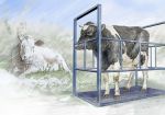 картинка Напольные весы для животных